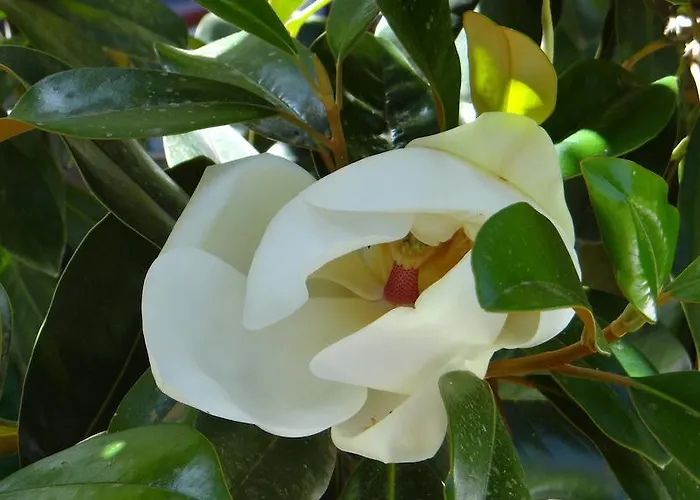 Family Apartmán Giardini Naxos